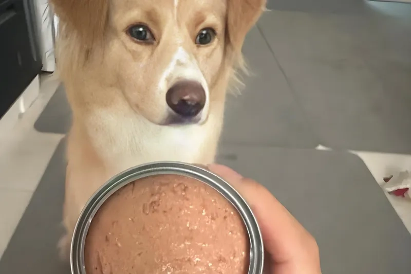 Shouldn't your dog also try canned food?