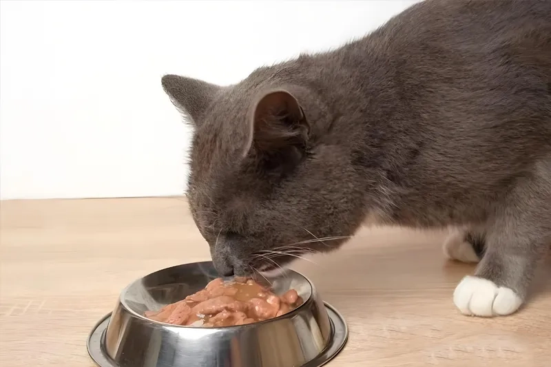 Is eating too much canned pet food harmful? The truth about food additives is revealed!