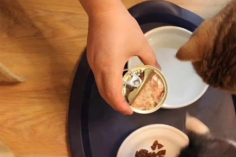 Why do dogs prefer canned food over dry food?