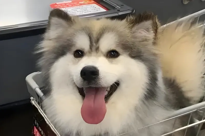 Novice Pet Care Guide: What are the Benefits of Picking a Dog Can for You