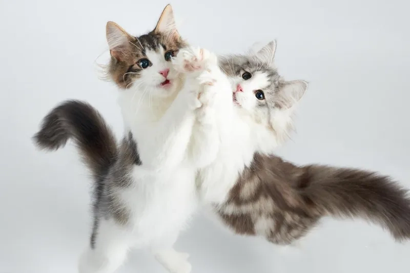 Practical guide for precise sterilization and post sterilization insulation of pet canned food